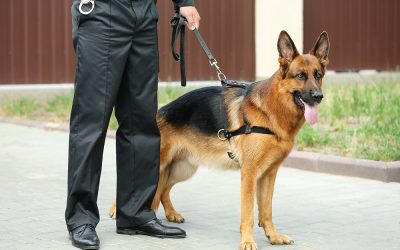 Sniffer Dog With Handlers